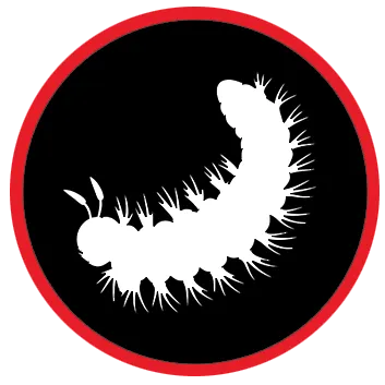 chenilles-processionnaires-dtn-dax-bayonne