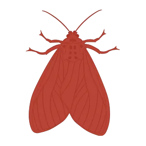 DTN by DALL’AGNOL | Lutte contre les rongeurs dans les Landes et le Pays Basque