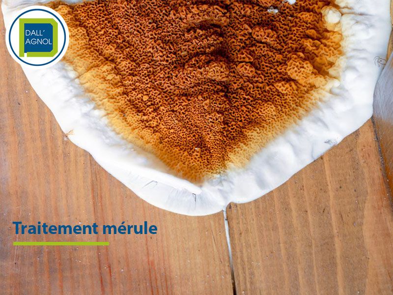 Traitement mérule curatif à Lescar dans les Pyrénées-Atlantiques (64)