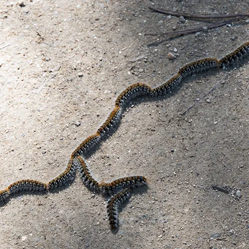 désinstectisation DTN chenilles processionnaires