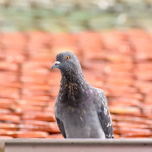 depigeonnage-dtn-landes