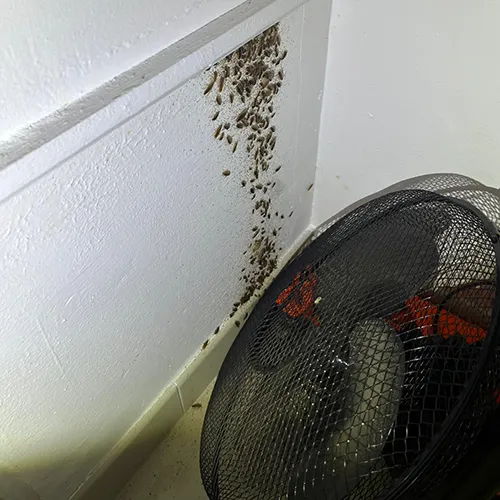 désinstectisation DTN balttes cafard