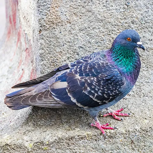 dtn-depigeonnage-dax-anglet