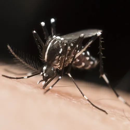 dératisation-dtn-dax-anglet