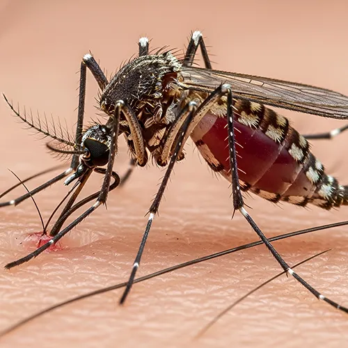 dtn-moustiques-landes-pays-basque