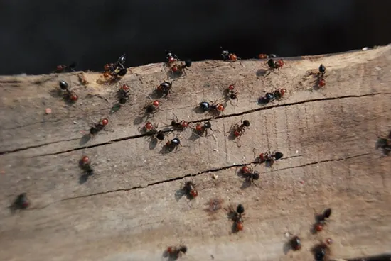 Fourmis-charpentieres-dalalgnol-landes-pays-basque