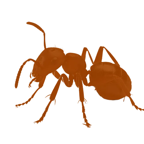 Traitement fourmis charpentieres