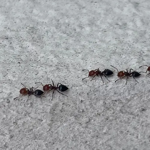 Fourmis-charpentieres-dalalgnol-landes-pays-basque